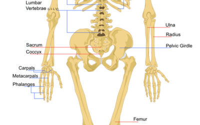 The Skeleton