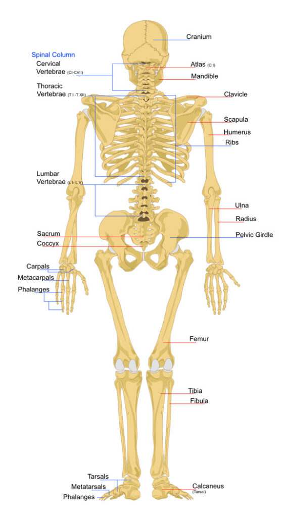 The Skeleton