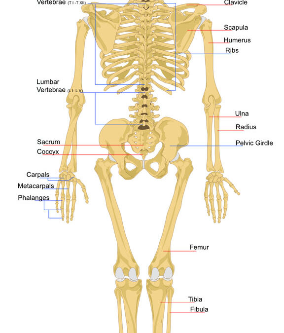 The Skeleton