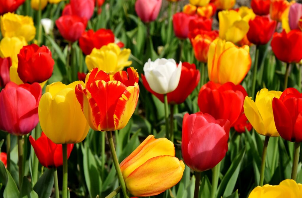 Basic Garden Variety Stretches for Spring Clean-Up