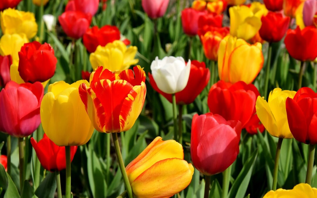 Basic Garden Variety Stretches for Spring Clean-Up