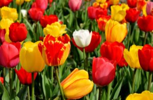 Basic Garden Variety Stretches for Spring Clean-Up