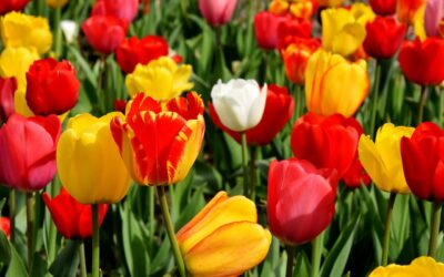 Signs That You Need to See a Chiropractor This Spring