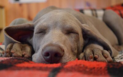 Dreaming About Quality Sleep… Get It!