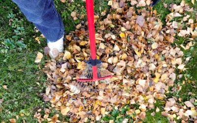 Tips for Fall Clean-Up